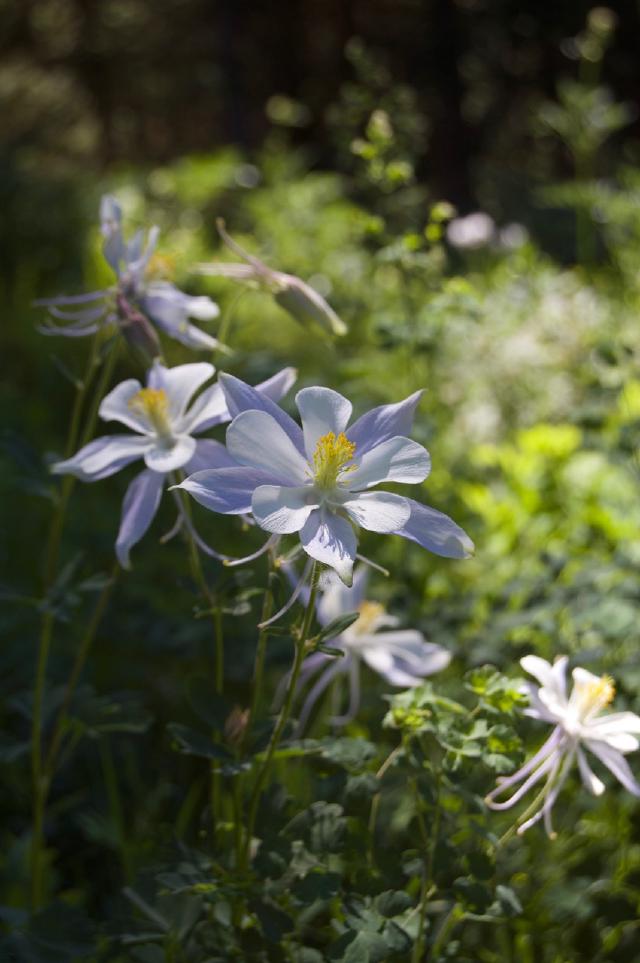 Columbines outside Crested Butte Columbines outside Crested Butte