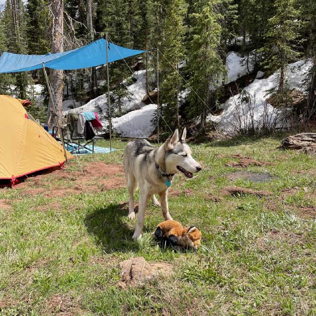 Juniper the husky camping out for the holiday weekend