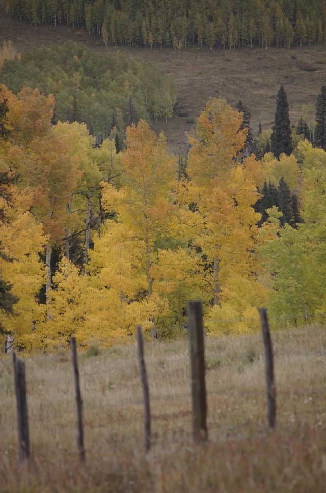 Fall