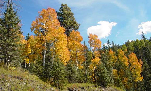East Fork colors 2005 East Fork colors 2005