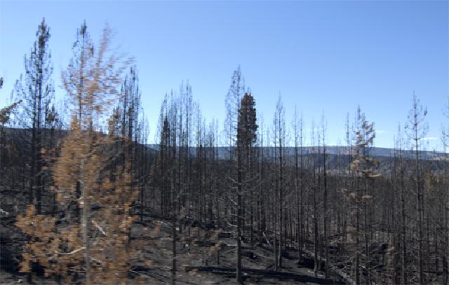 Driving through the Berry Fire burn scar about 2 weeks after it closed the highway between Teton and Yellowstone.