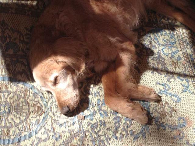 Snoozing Golden Retriever Snoozing Golden Retriever