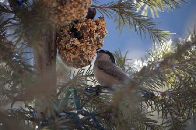 For the Birds