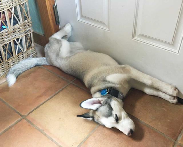 Juniper the husky puppy stretched out belly up in front of the door