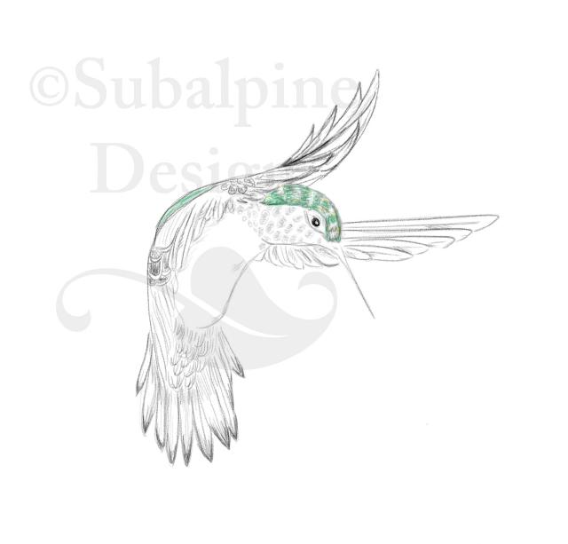Hummingbird copycat