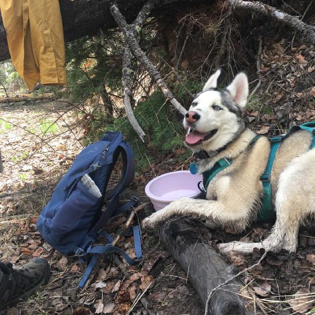Juniper the husky taking a water break on a hike