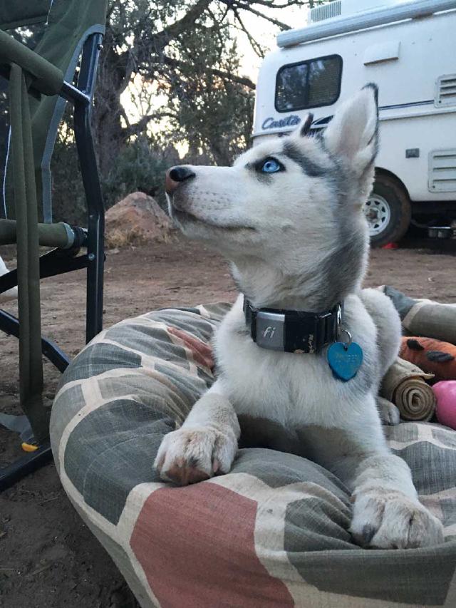 Juniper the husky lays in her bed with a Casita camper in the background Juniper the husky lays in her bed with a Casita camper in the background