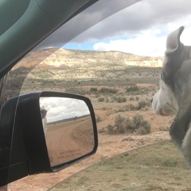 Juniper the husky with her head out the window looking at the desert Juniper the husky with her head out the window looking at the desert