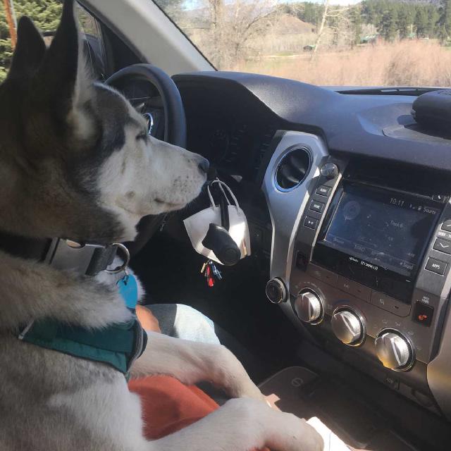 Juniper the husky riding in the truck Juniper the husky riding in the truck