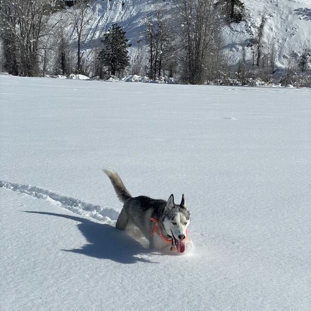 Juniper the husky is breaking trail through the snow