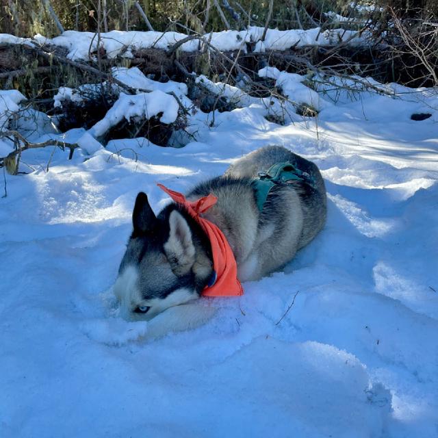 Juniper the husky is laying in the snow with her nose in the snow