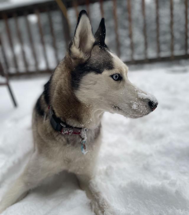 Juniper with snow on her nose