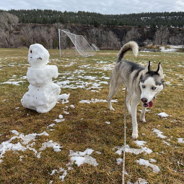 Juniper the husky stands next to a melting snowman with her tongue out on a soccer field