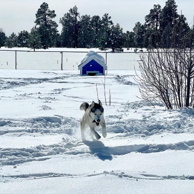 Juniper the husky leaping through the snow with a buried blue dog house behind her