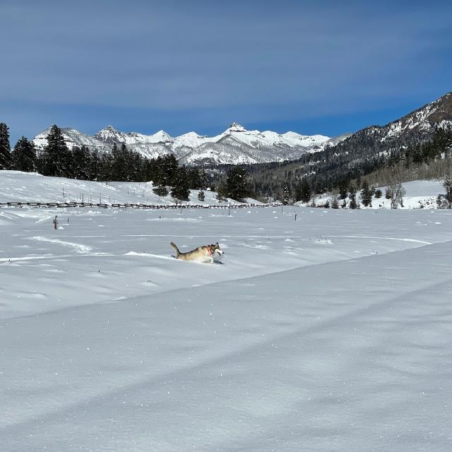 Juniper running through a snow landscape with majestic mountains behind her
