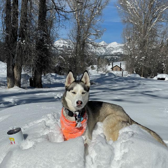 Juniper the husky laying in a pile of snow and looking at the camera. You can see a snowy mountain behind her.