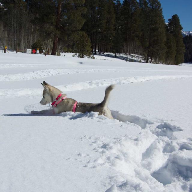 Juniper the husky puppy playing in the snow