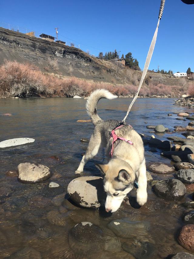 Juniper the husky puppy wading in the river Juniper the husky puppy wading in the river