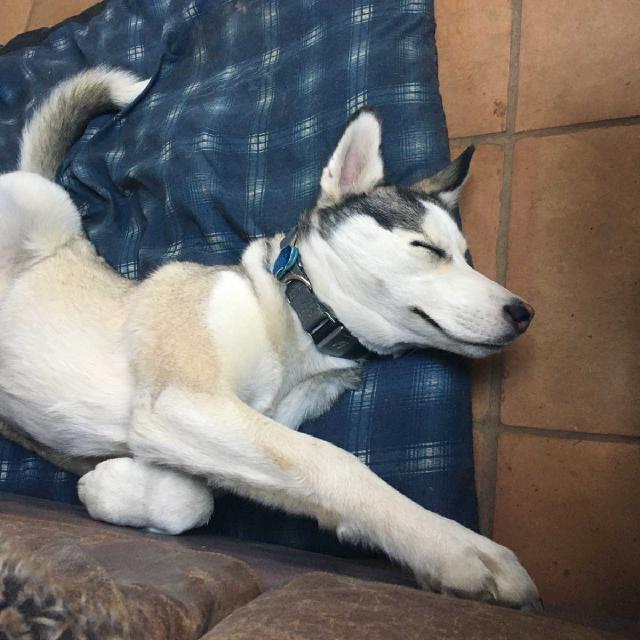 Juniper the husky looks like she's running fast but she's really sleeping