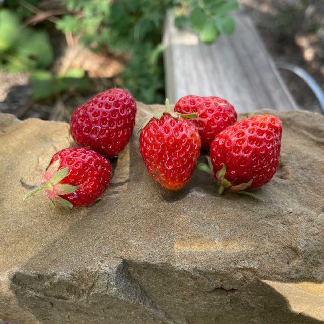homegrown strawberries sitting on a rock