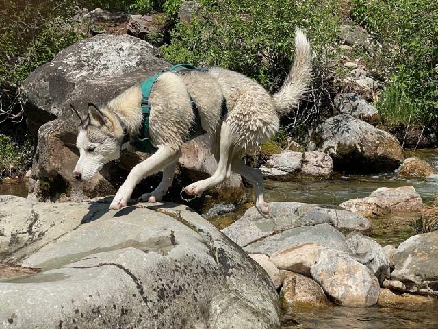Juniper the husky hopping onto a rive rock