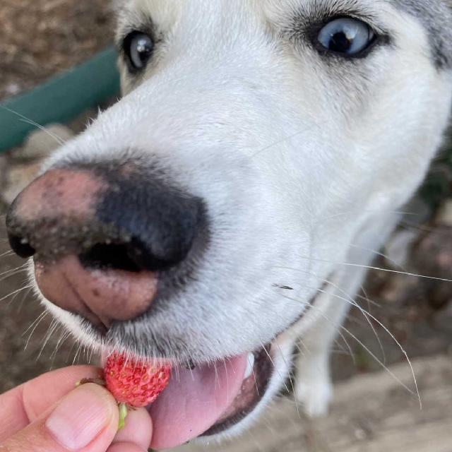 Juniper the husky eating an alpine strawberry