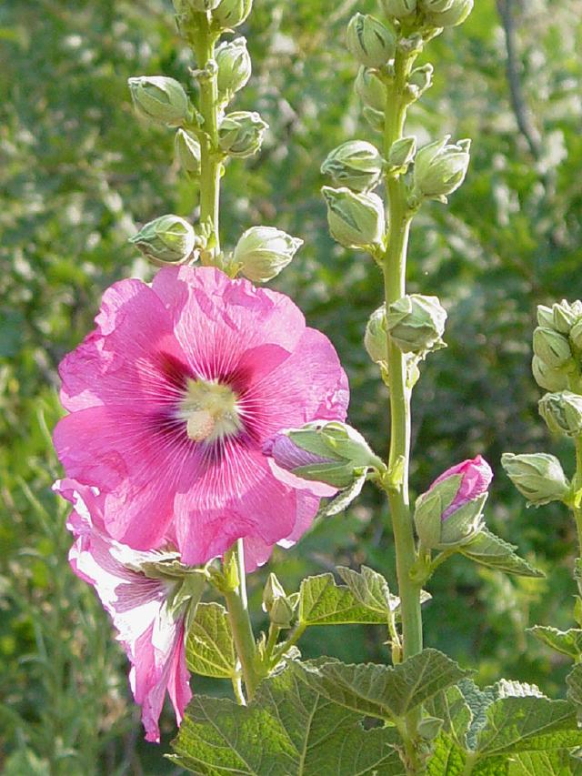 a bright bubblegum pink hollhock in bloom