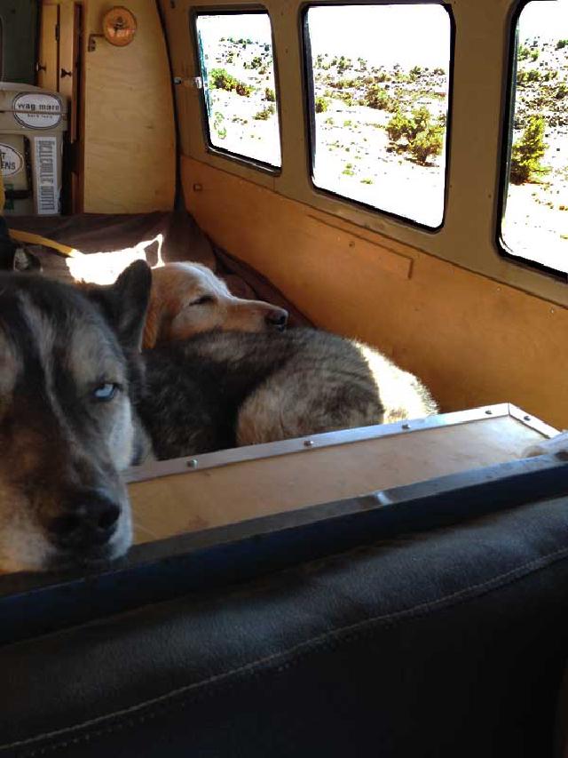 The dogs patiently waited while we checked on road conditions and filled up our water. The dogs patiently waited while we checked on road conditions and filled up our water.