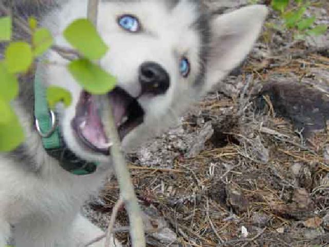 Aspen Eater: I couldn't help but add this one. It's from the Poage trip. I was taking photos of the little aspen leaves when our pup jumped in the shot.