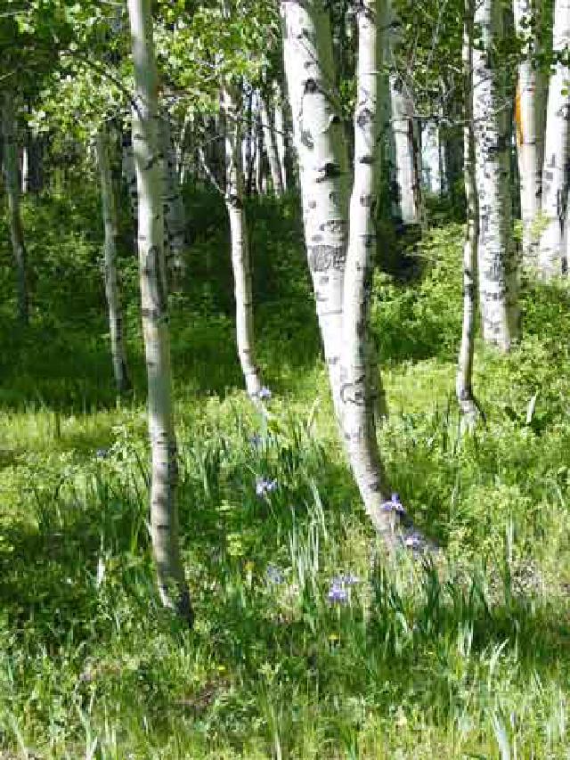 Aspen Grove and Iris near Buckles Lake Aspen Grove and Iris near Buckles Lake