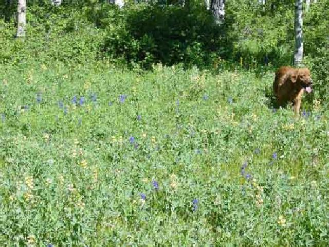 Our Golden Retriever in a field of flowers