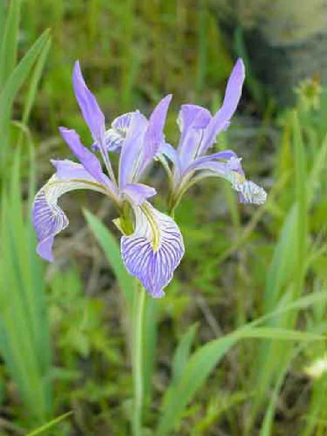 Wild Iris