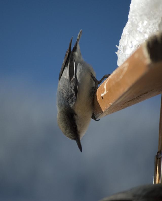 Weminuche Audubon Christmas Bird Count